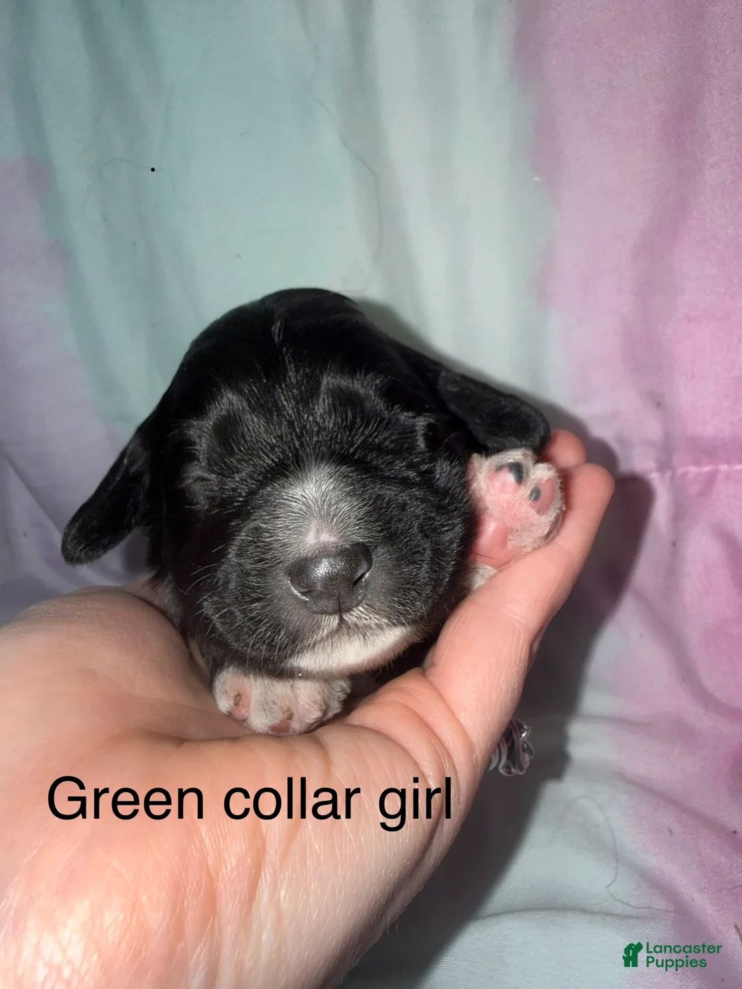 Mixed Breed dogs for sale: Green collar girl  - Ad 1
