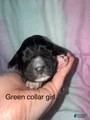 Green collar girl