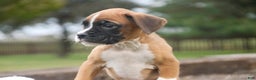 Boxer dogs for sale: Clover - Ad 3