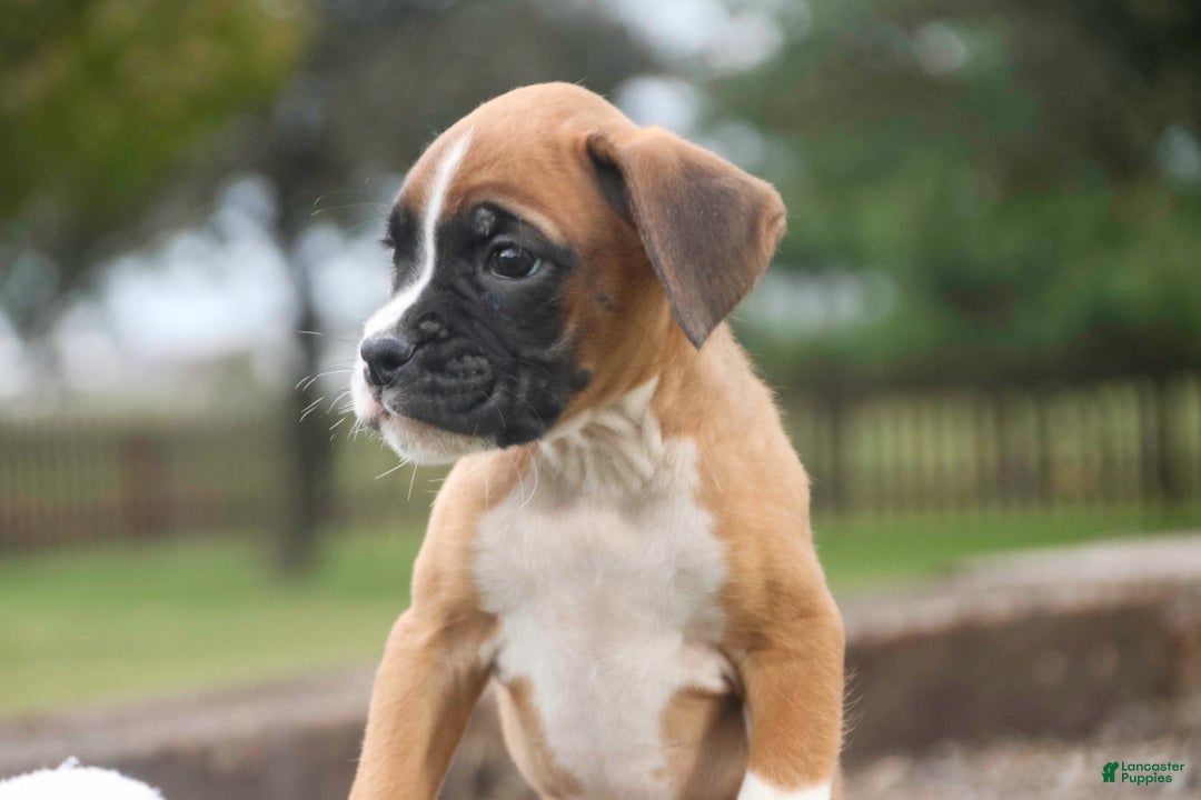 Boxer dogs for sale: Clover - Ad 3