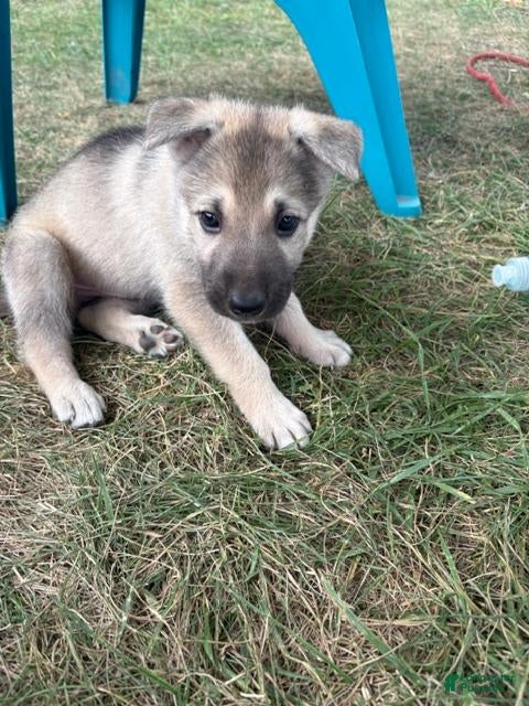 Mixed Breed dogs for sale: Mixed Breed 1 - Ad 6