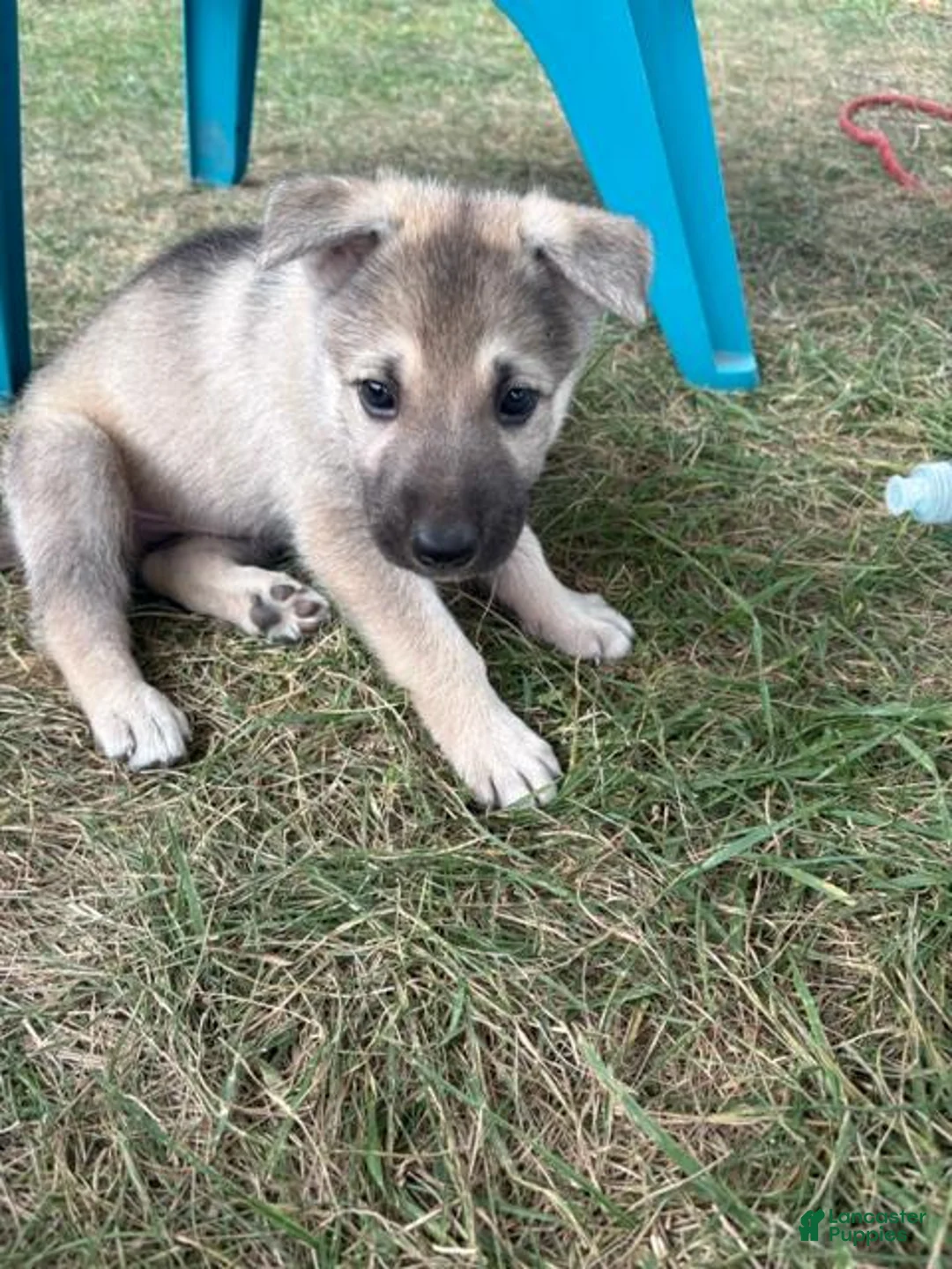 Mixed Breed dogs for sale: Mixed Breed 1 - Ad 1