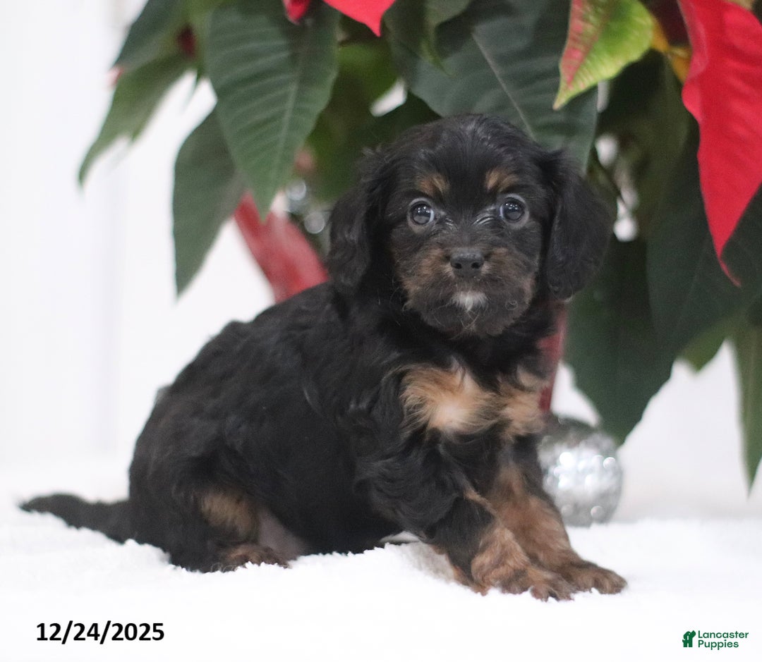 Cavapoo dogs for sale: Penny - Ad 1