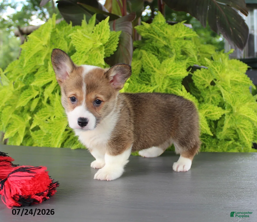Welsh Corgi Pembroke dogs for sale: Lola - Ad 2