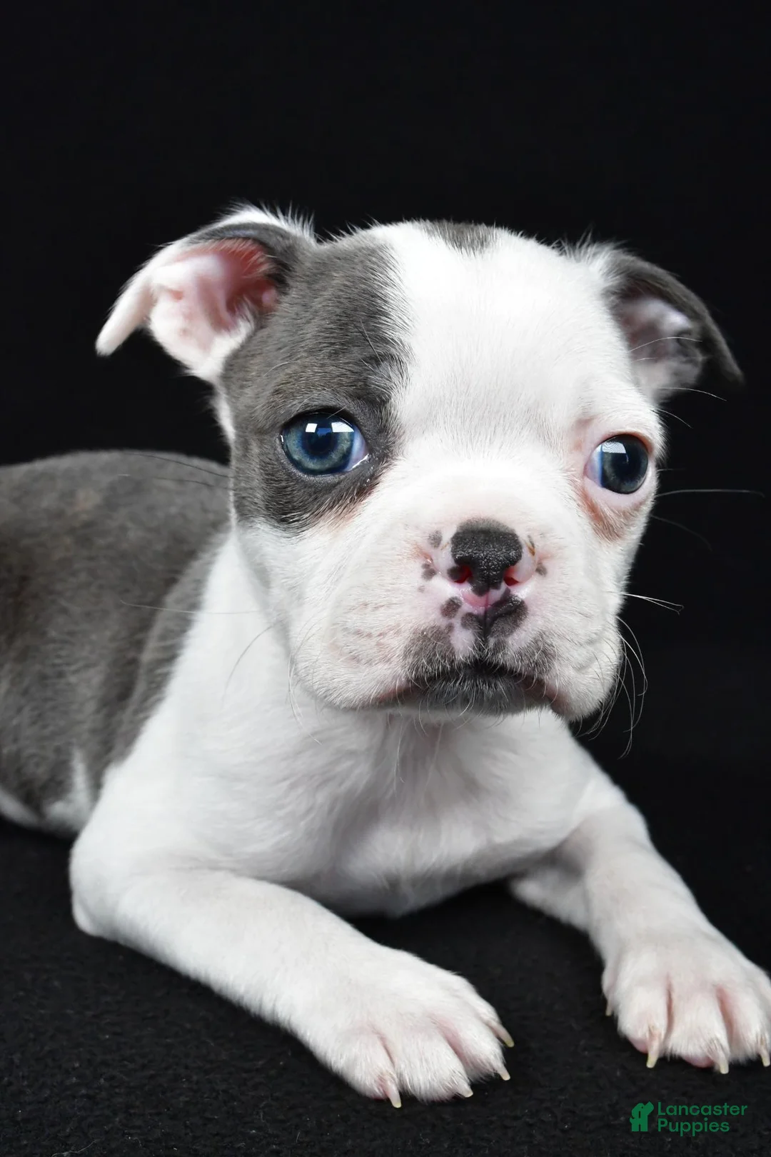 Boston Terrier dogs for sale: Skye - Ad 12