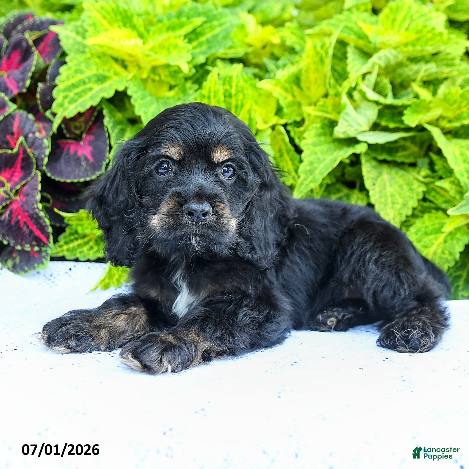 English Cocker Spaniel dogs Daisy - Ad 2