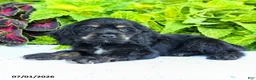 English Cocker Spaniel dogs for sale: Daisy - Ad 2