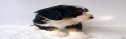 Mini Bernedoodle dogs for sale: Mr. Cadbury - Ad 2