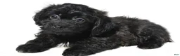 Shihpoo dogs for sale: Carson - Ad 7