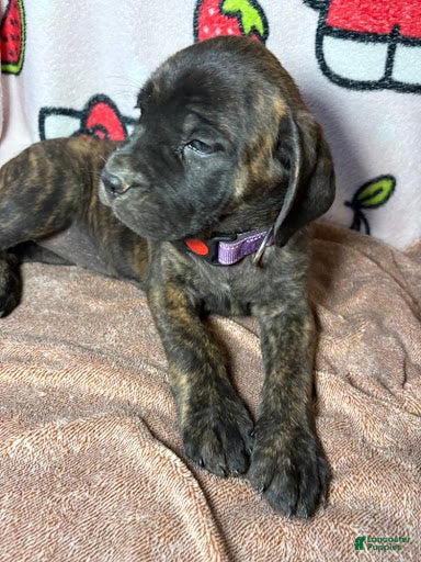 English Mastiff dogs Bella (Purple) - Ad 33