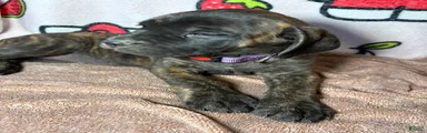 Bella (Purple)