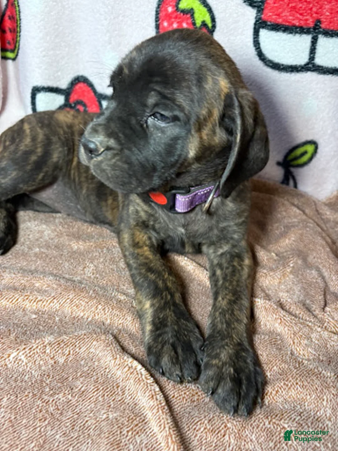 English Mastiff dogs for sale: Bella (Purple) - Ad 1