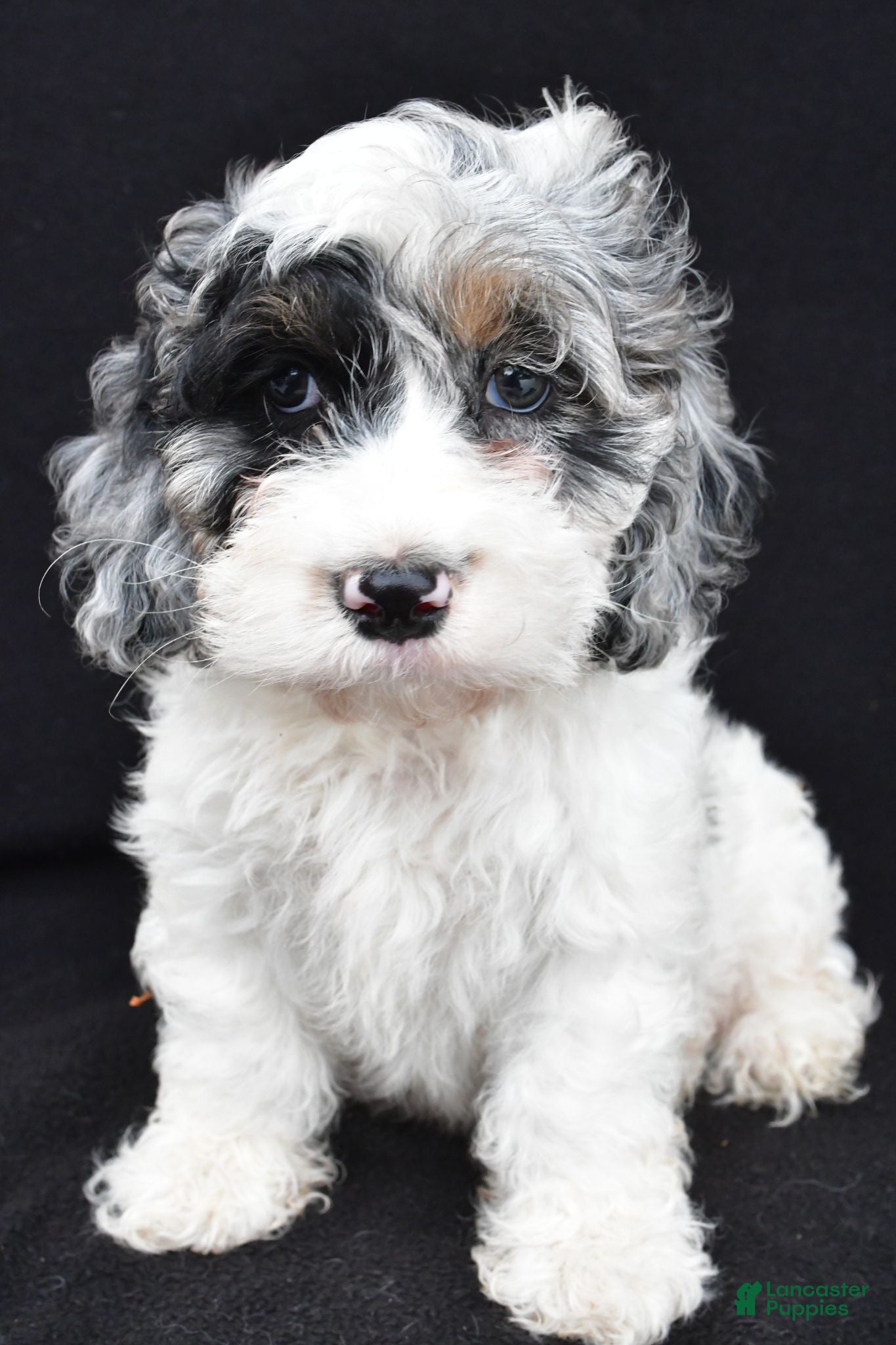 Cockapoo dogs Tyler - Ad 2