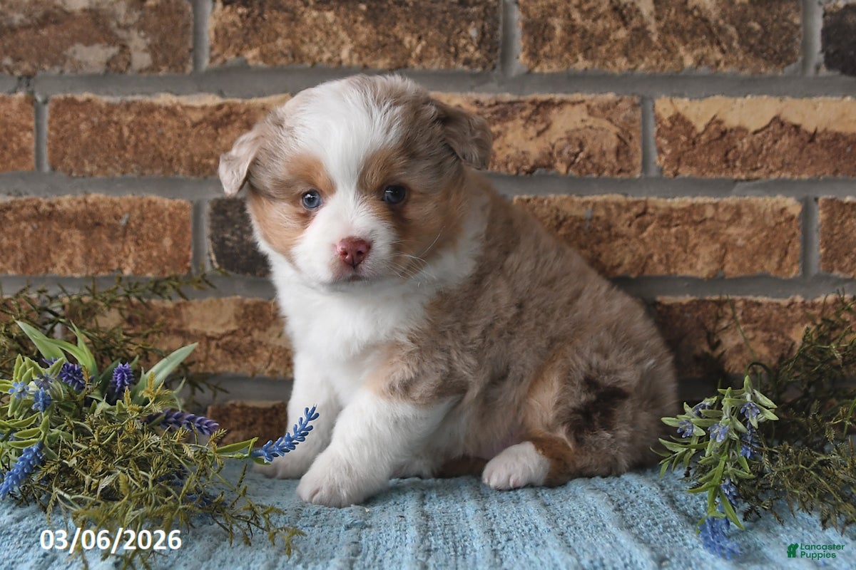Miniature Australian Shepherd dogs Frankie - Ad 2