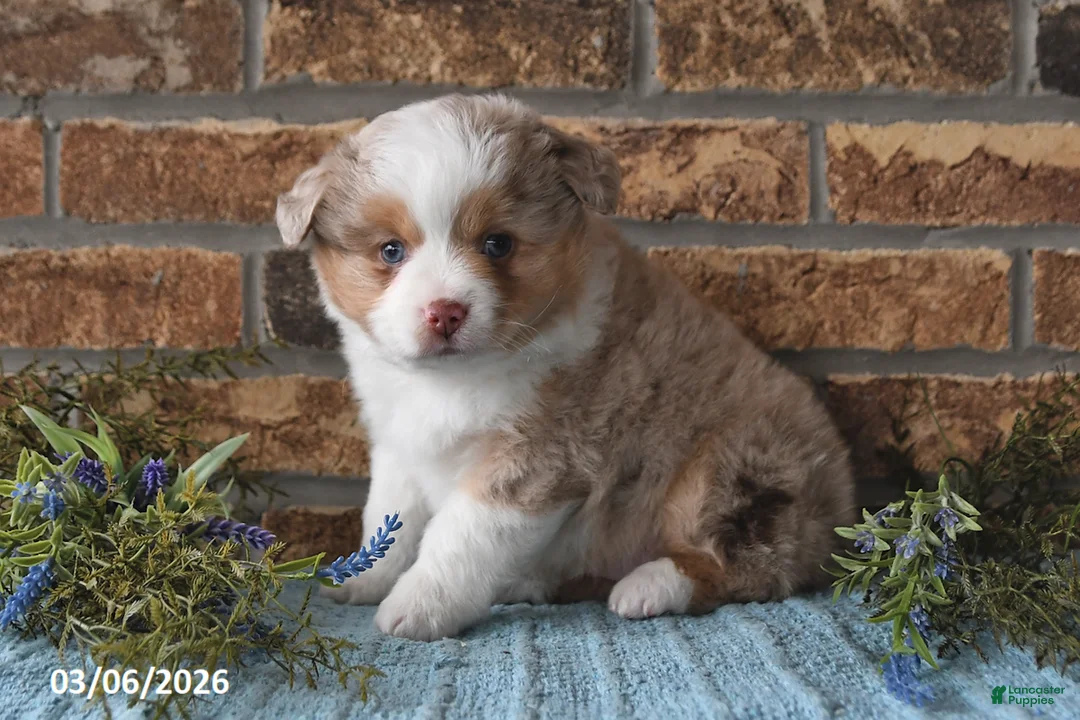 Miniature Australian Shepherd dogs for sale: Frankie - Ad 2