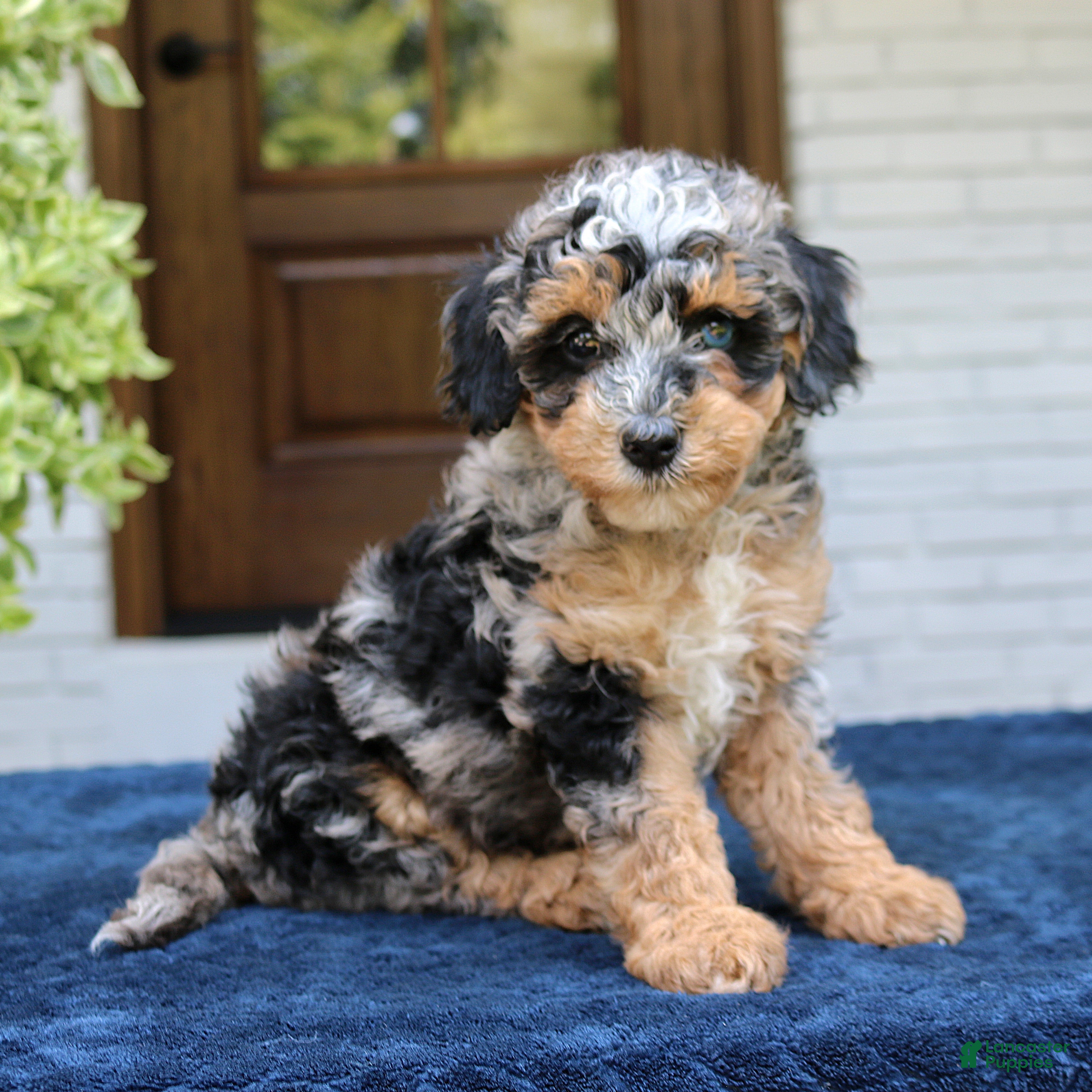 Bernedoodle dogs Ester  - Ad 1