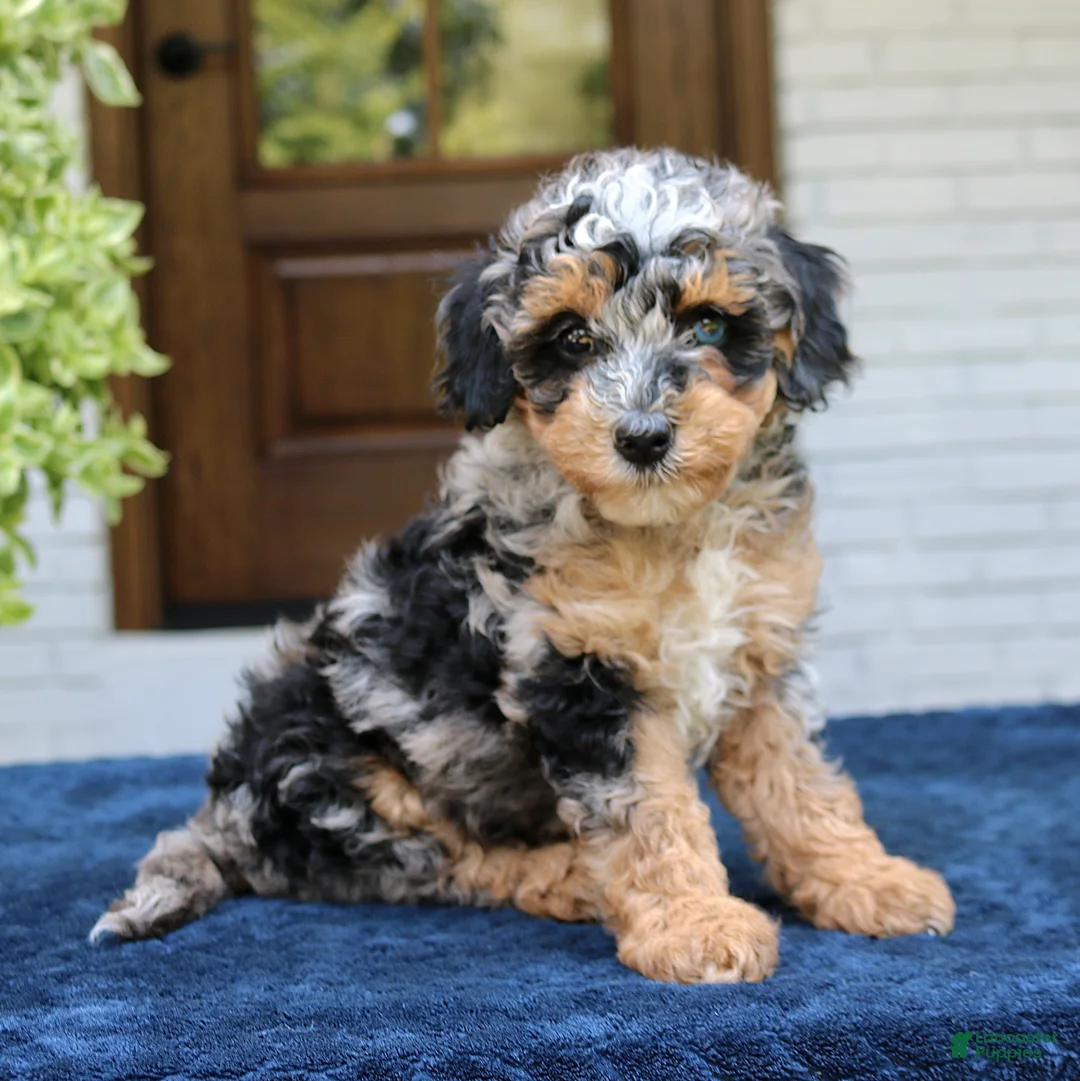 Bernedoodle dogs for sale: Ester  - Ad 1