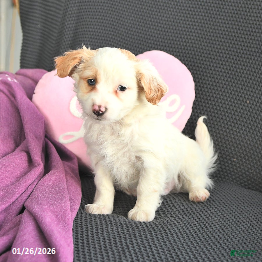 Mixed Breed dogs Jacob - Ad 2