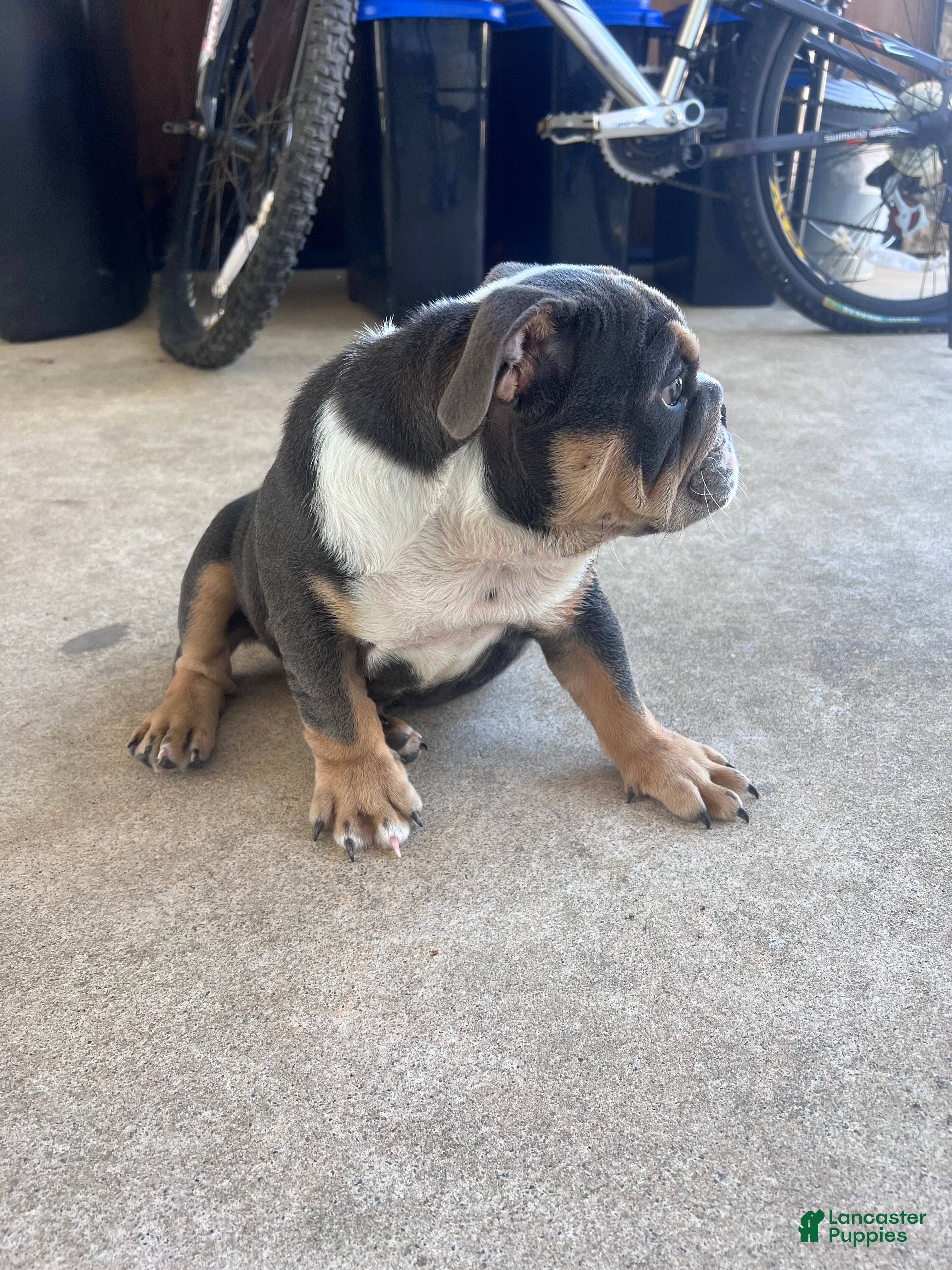 English Bulldog dogs Bluey - Ad 2