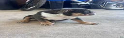 English Bulldog dogs for sale: Bluey - Ad 2