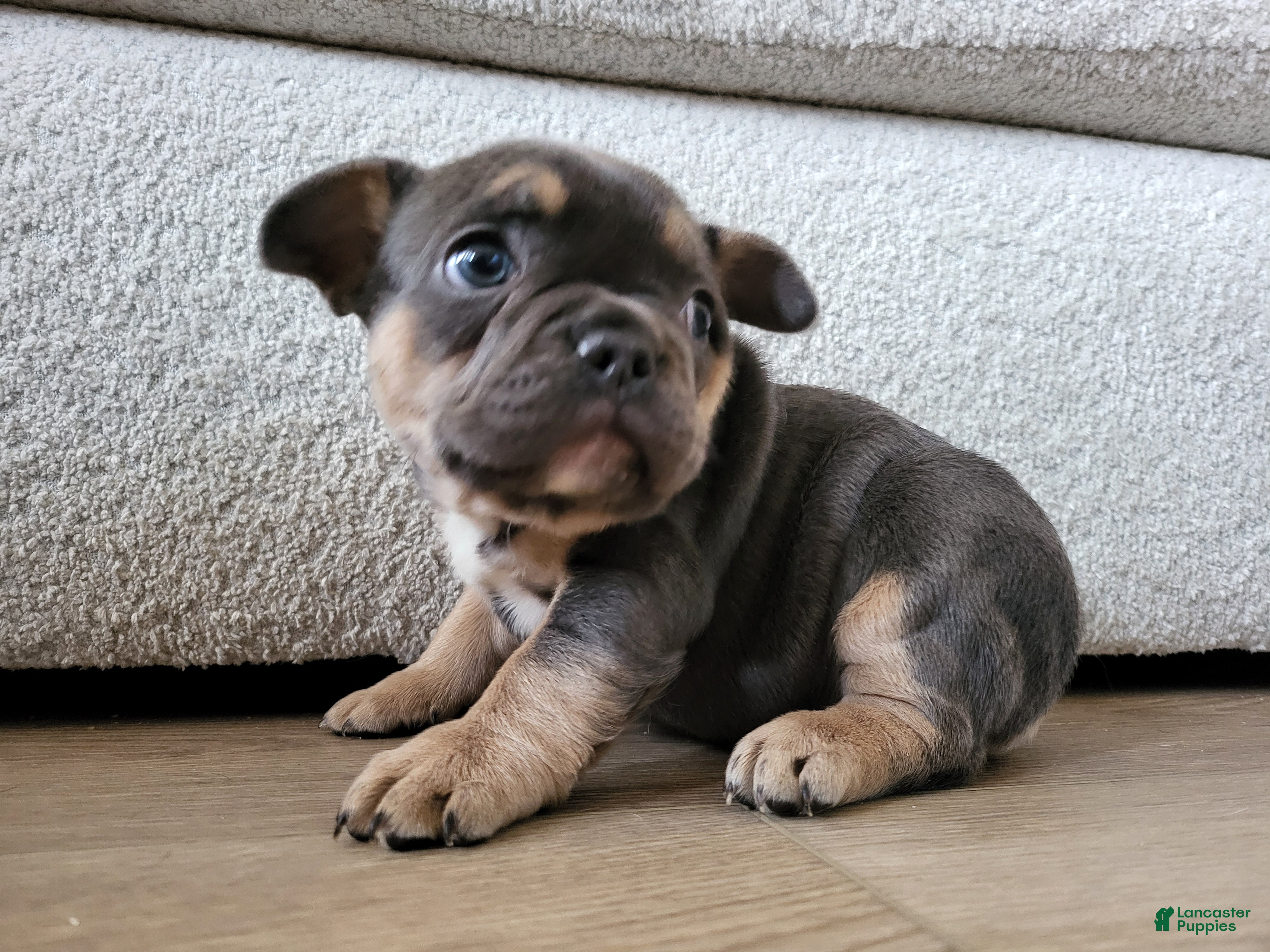 French Bulldog dogs Stormie - Ad 33