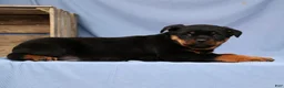 Rottweiler dogs for sale: Lilly - Ad 3