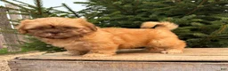 Shih Tzu dogs for sale: Java - Ad 1