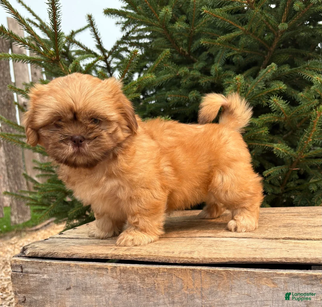 Shih Tzu dogs for sale: Java - Ad 1