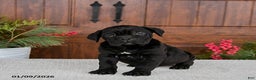 Cane Corso dogs for sale: Tucker - Ad 4