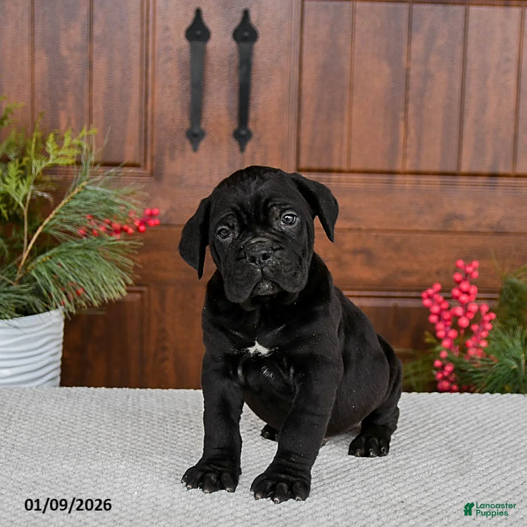 Cane Corso dogs for sale: Tucker - Ad 4