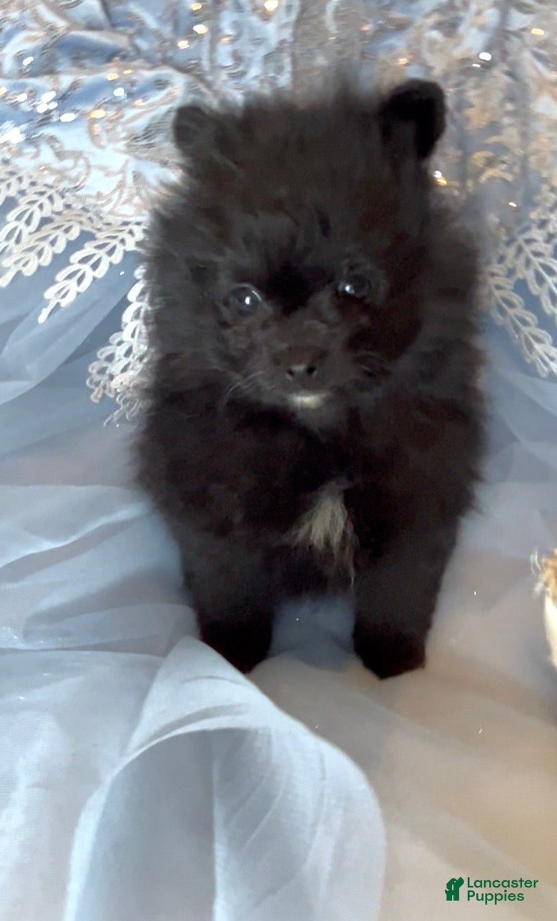 Pomeranian dogs Trinity  - Ad 1