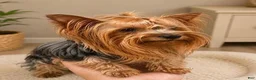 Yorkshire Terrier dogs for sale: Eli - Ad 12