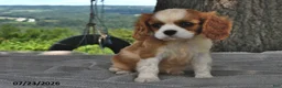Cavalier King Charles Spaniel dogs for sale: Miley   - Ad 2