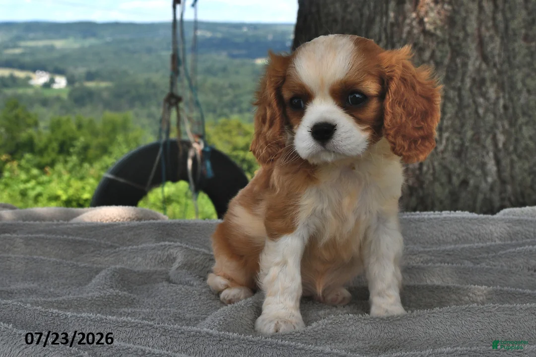 Cavalier King Charles Spaniel dogs for sale: Miley   - Ad 2