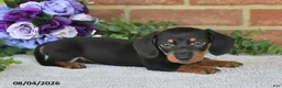 Miniature Dachshund dogs for sale: Parker - Ad 4