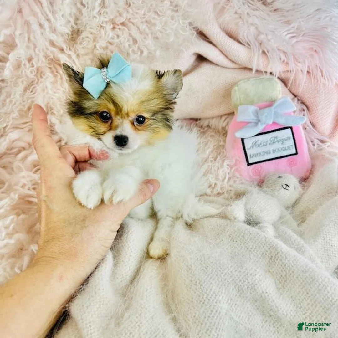 Pomeranian dogs for sale: Pomeranian Puppy 2 - Ad 2