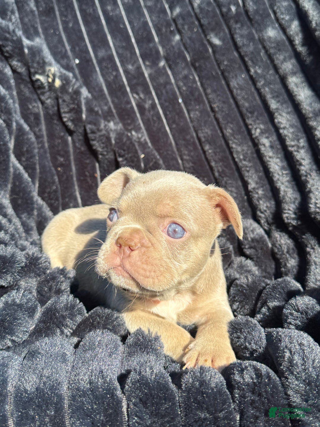 French Bulldog dogs for sale: French Bulldog Puppy 1 - Ad 13