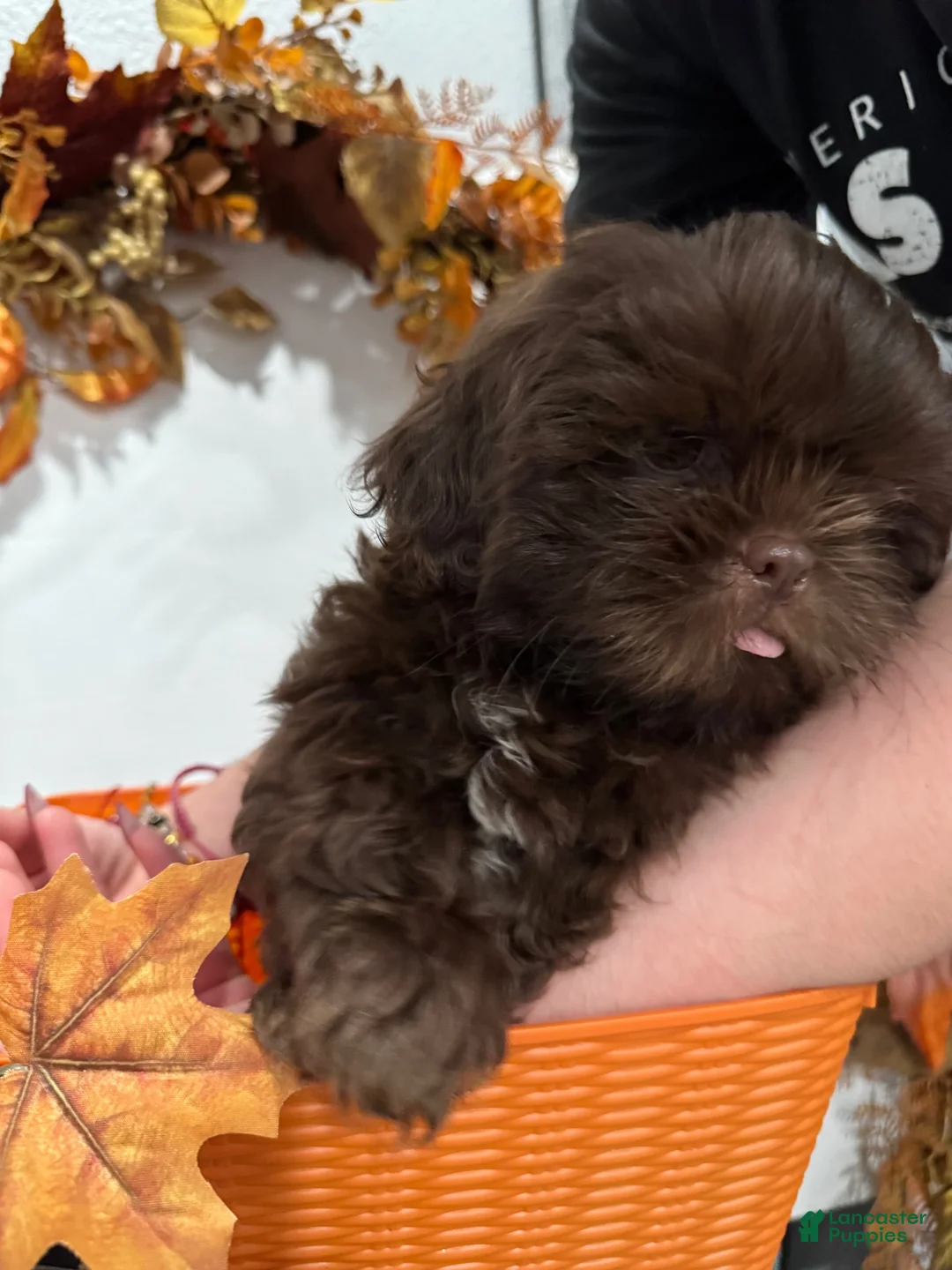 Shih Tzu dogs for sale: Marshmallow - Ad 1