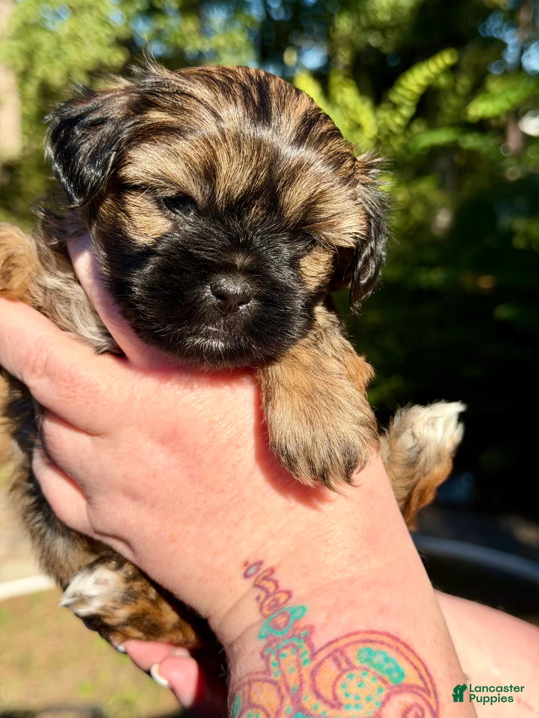 Shorkie dogs for sale: Cooper - Ad 1