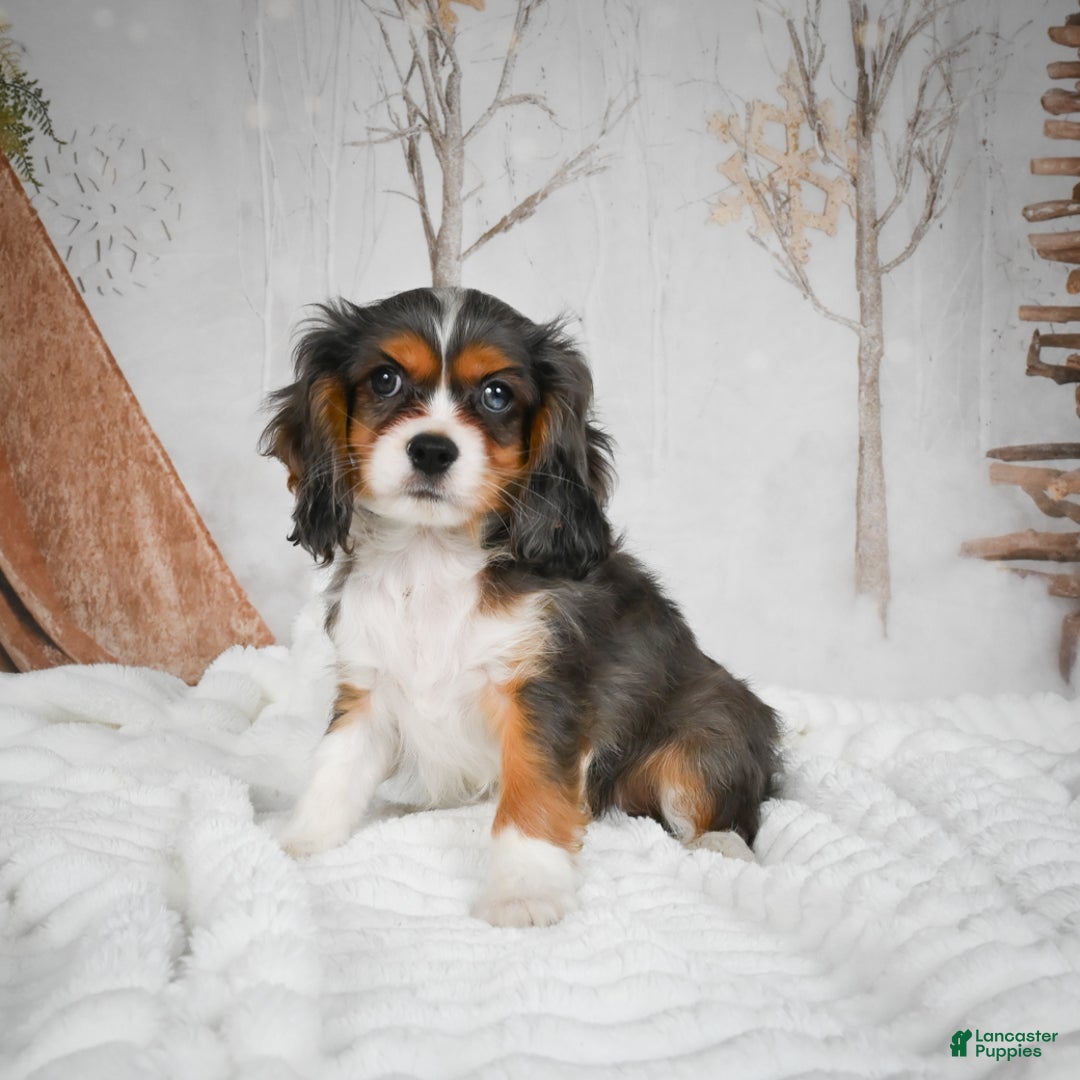 Mixed Breed dogs for sale: Mario - Ad 4