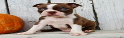 Boston Terrier dogs for sale: Raptor Male AKC Boston Terrier - Ad 4