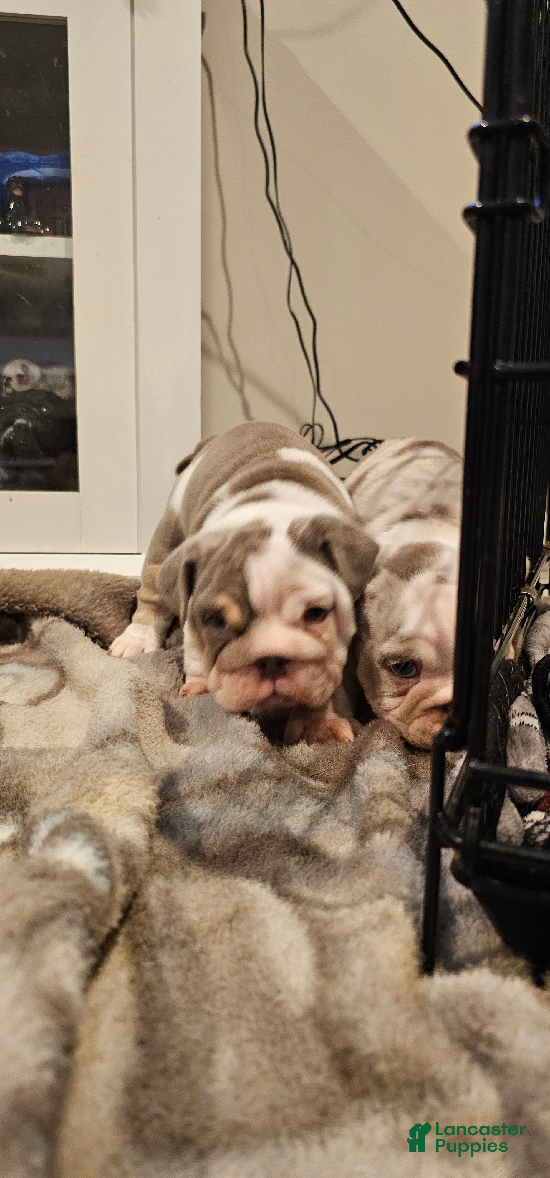 English Bulldog dogs for sale: English Bulldog 4 - Ad 3