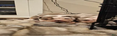 English Bulldog 4