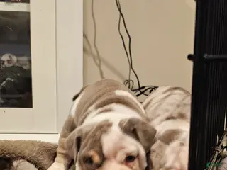 English Bulldog dogs for sale: English Bulldog 4 - Ad 3