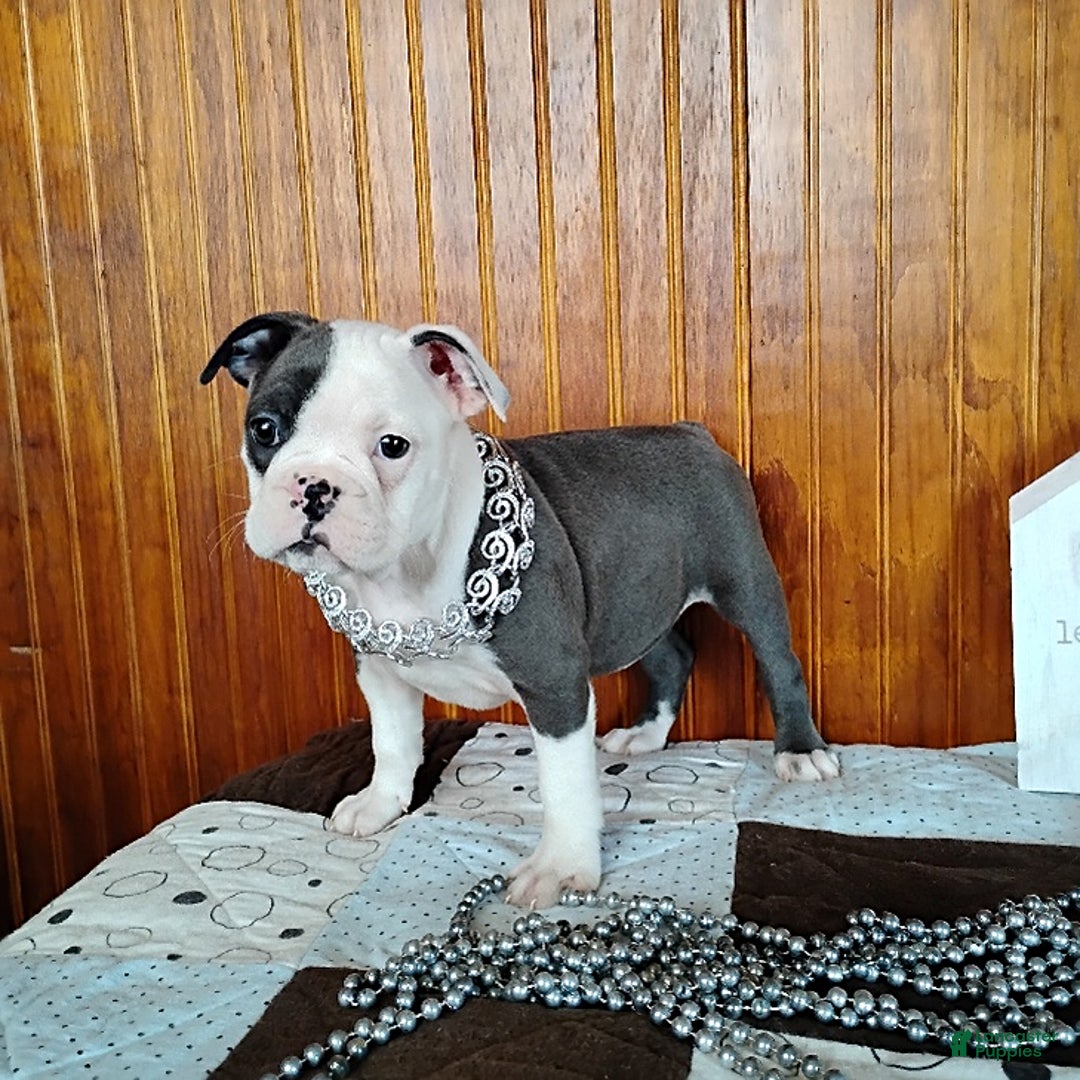 Mixed Breed dogs for sale: Pepsi - Ad 11