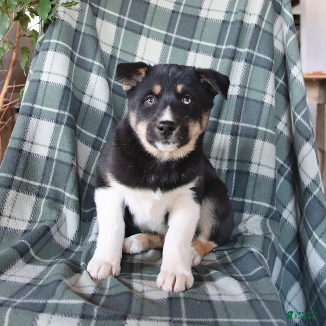 Mixed Breed dogs for sale: Stormy - Ad 3