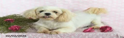 Shih Tzu dogs for sale: Lucky - Ad 6