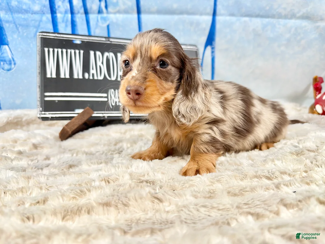 Dachshund dogs for sale: Uno chocolate dapple boy - Ad 6