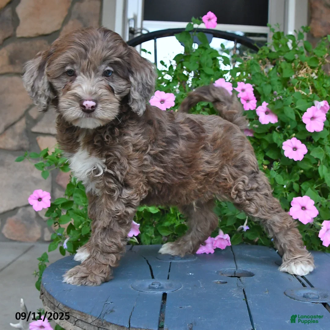 Mixed Breed dogs for sale: Paddington - Ad 2