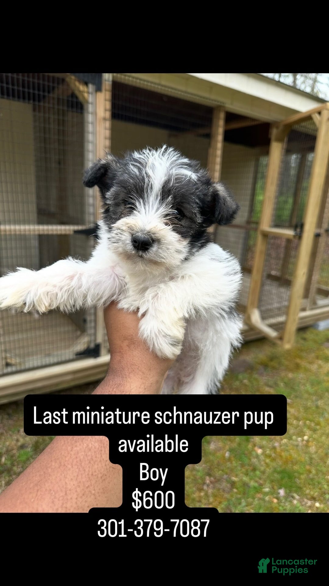 Miniature Schnauzer dogs for sale: Miniature Schnauzer Puppy 1 - Ad 1